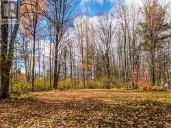 View of back yard. -
