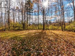 View of back yard. -