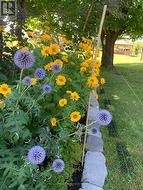 Vibrant perennials -