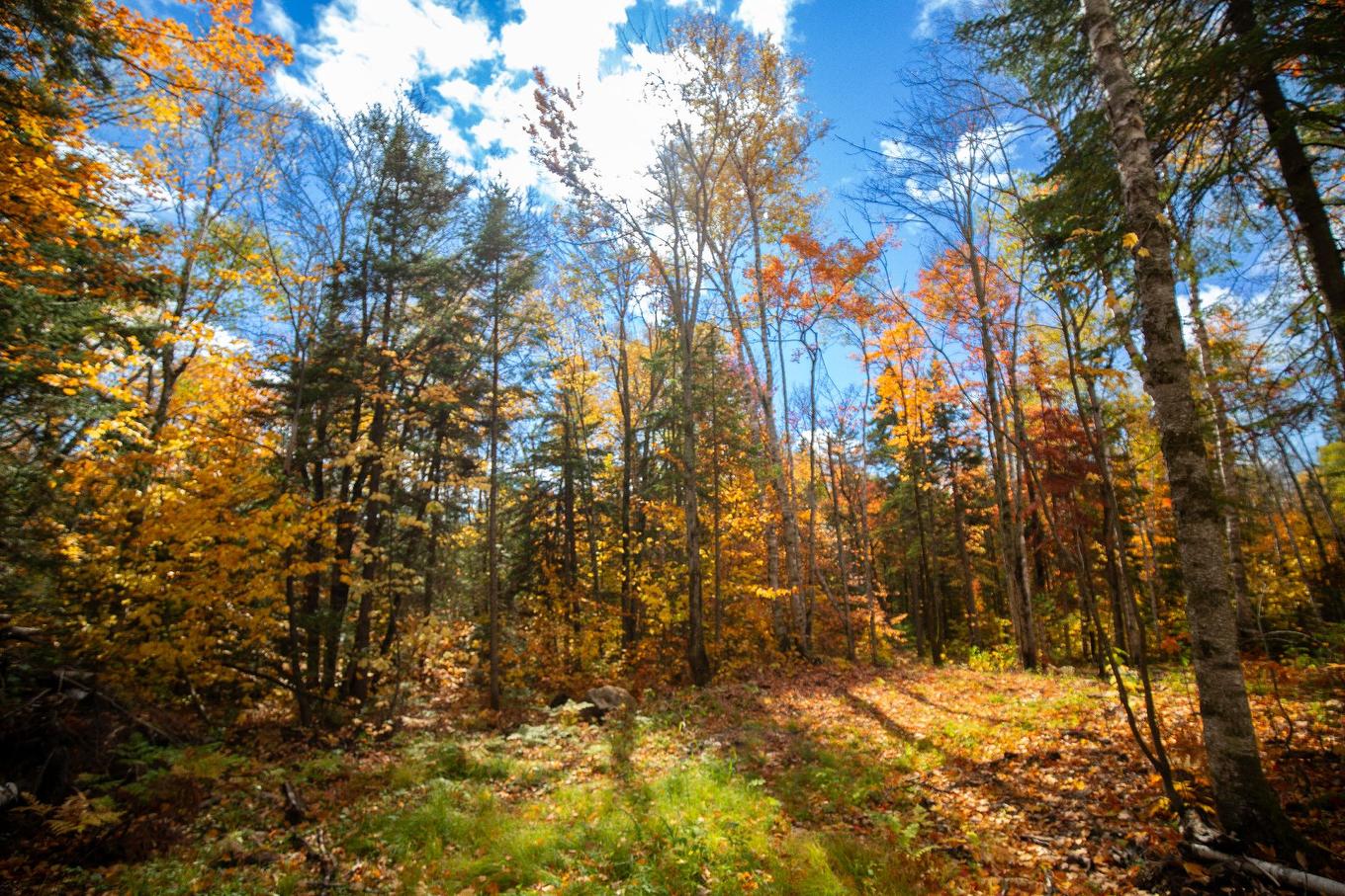 Land/Lot - Ch. Martin-Prévost, Sainte-Béatrix, QC - Outdoor With View