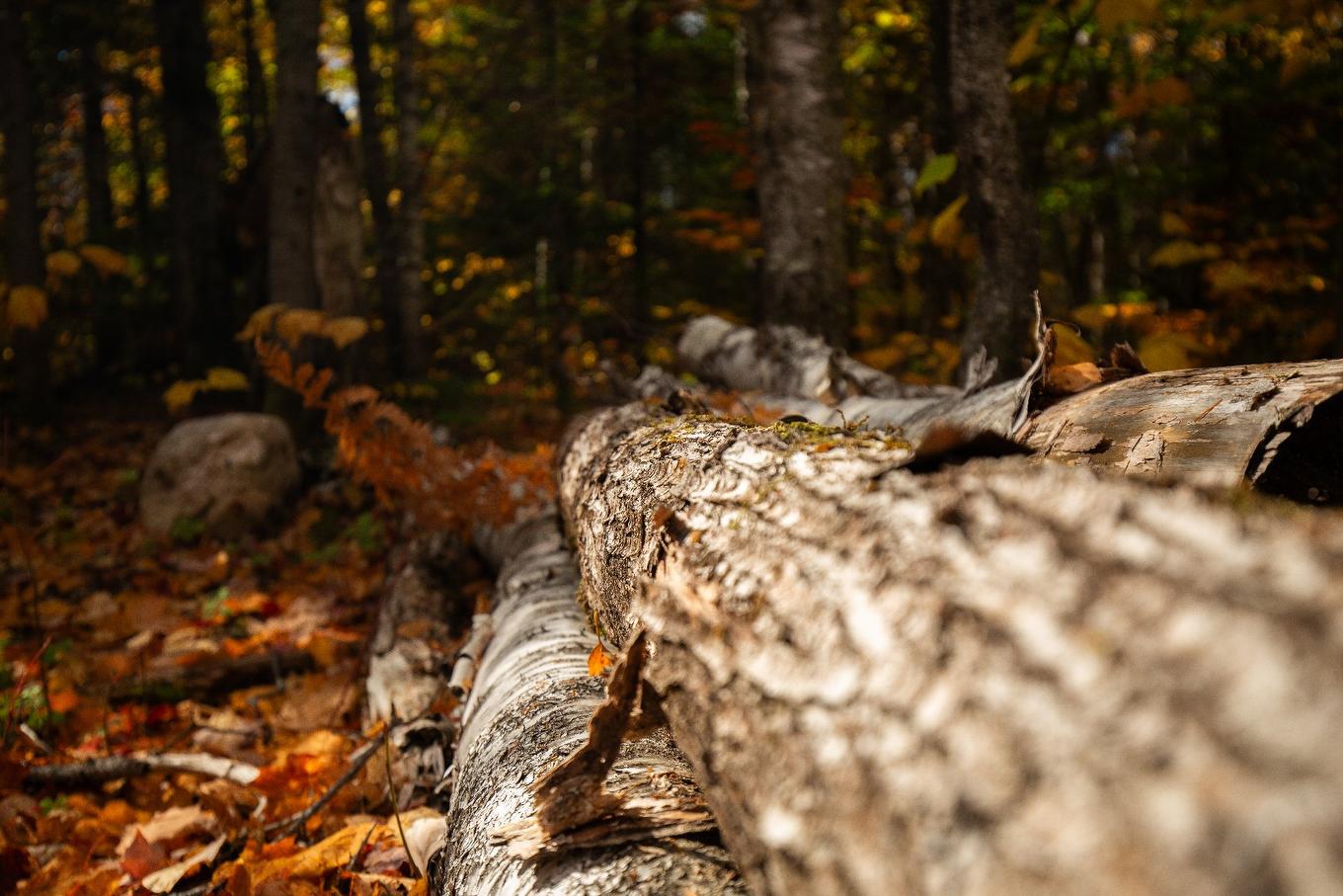 Land/Lot - Ch. Martin-Prévost, Sainte-Béatrix, QC - Outdoor