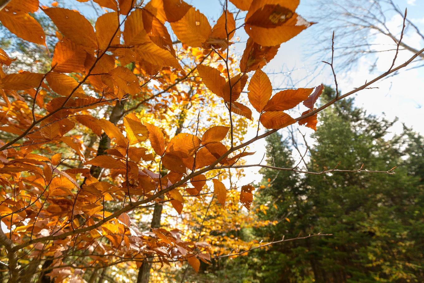 Land/Lot - Ch. Martin-Prévost, Sainte-Béatrix, QC - Outdoor