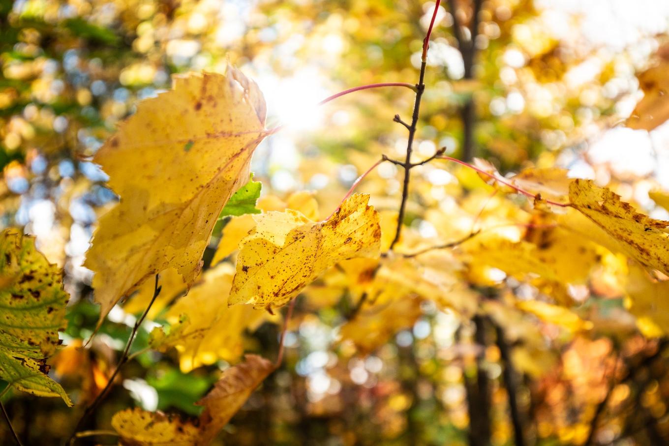 Land/Lot - Ch. Martin-Prévost, Sainte-Béatrix, QC - Outdoor