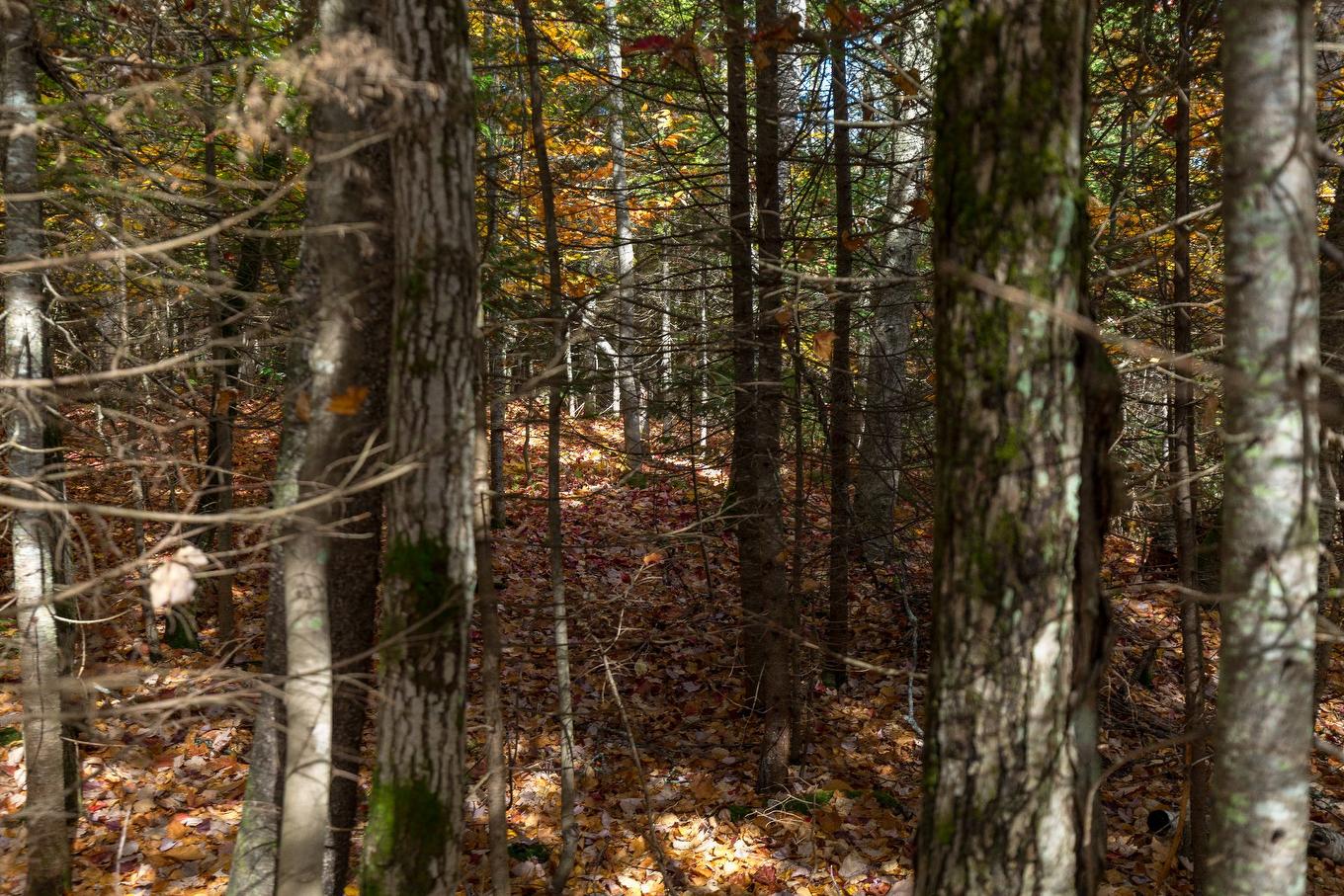 Land/Lot - Ch. Martin-Prévost, Sainte-Béatrix, QC - With View