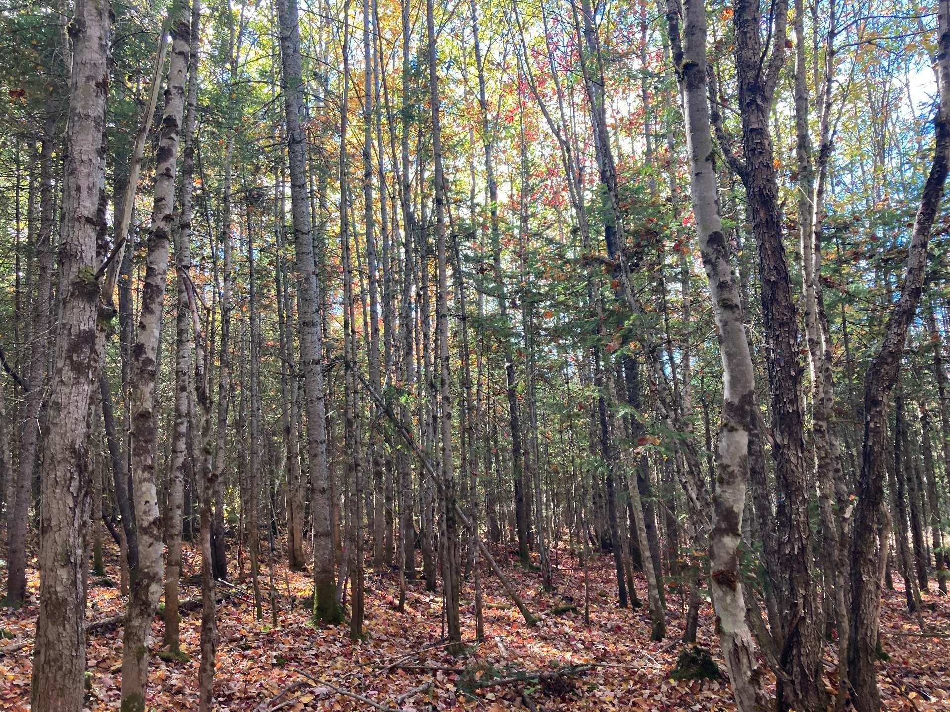 Lot - 5E Rang, Adstock, QC