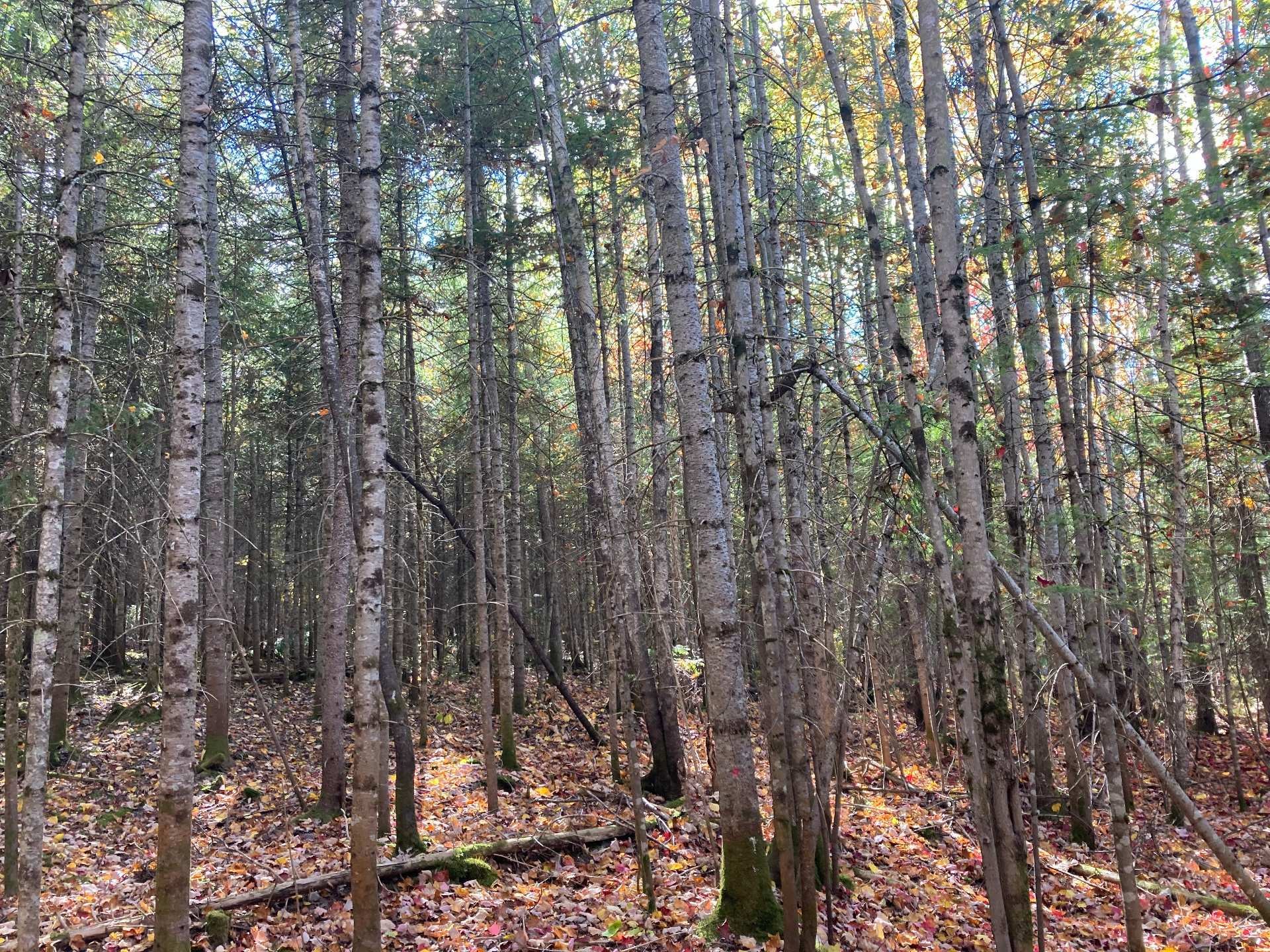 Lot - 5E Rang, Adstock, QC