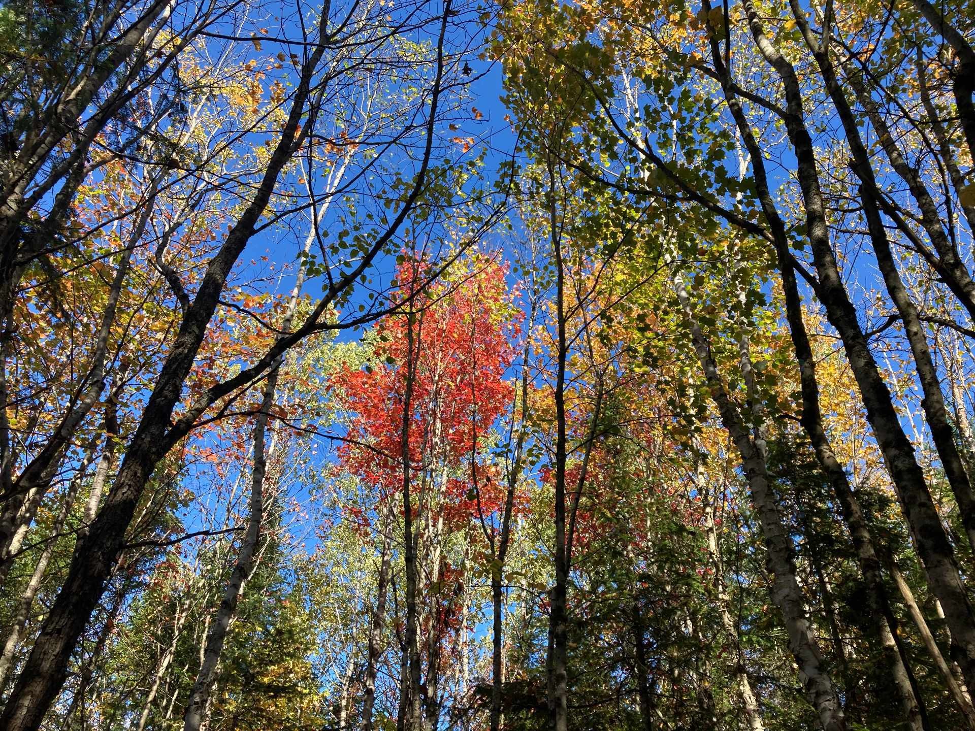 Lot - 5E Rang, Adstock, QC