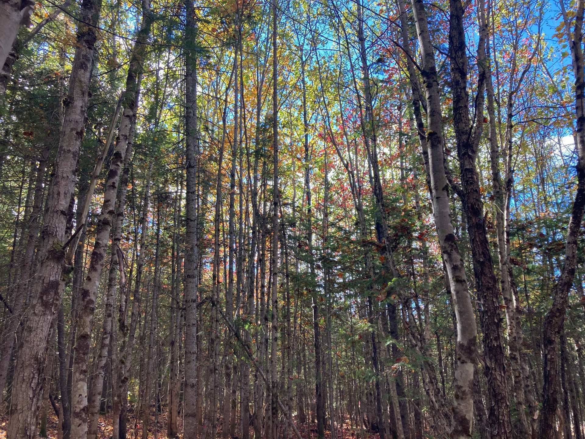 Lot - 5E Rang, Adstock, QC