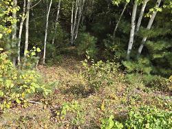 Lot 7 Lower Branch Road Lower Branch, NS B4V 4M1