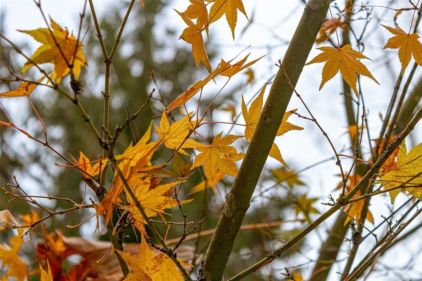 350 Dogwood Dr, Ladysmith, BC