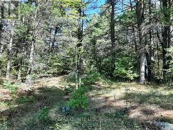 0 PT LT12 CON14 HWY 37 ROAD Tweed (Hungerford (Twp)), ON K0K 3J0