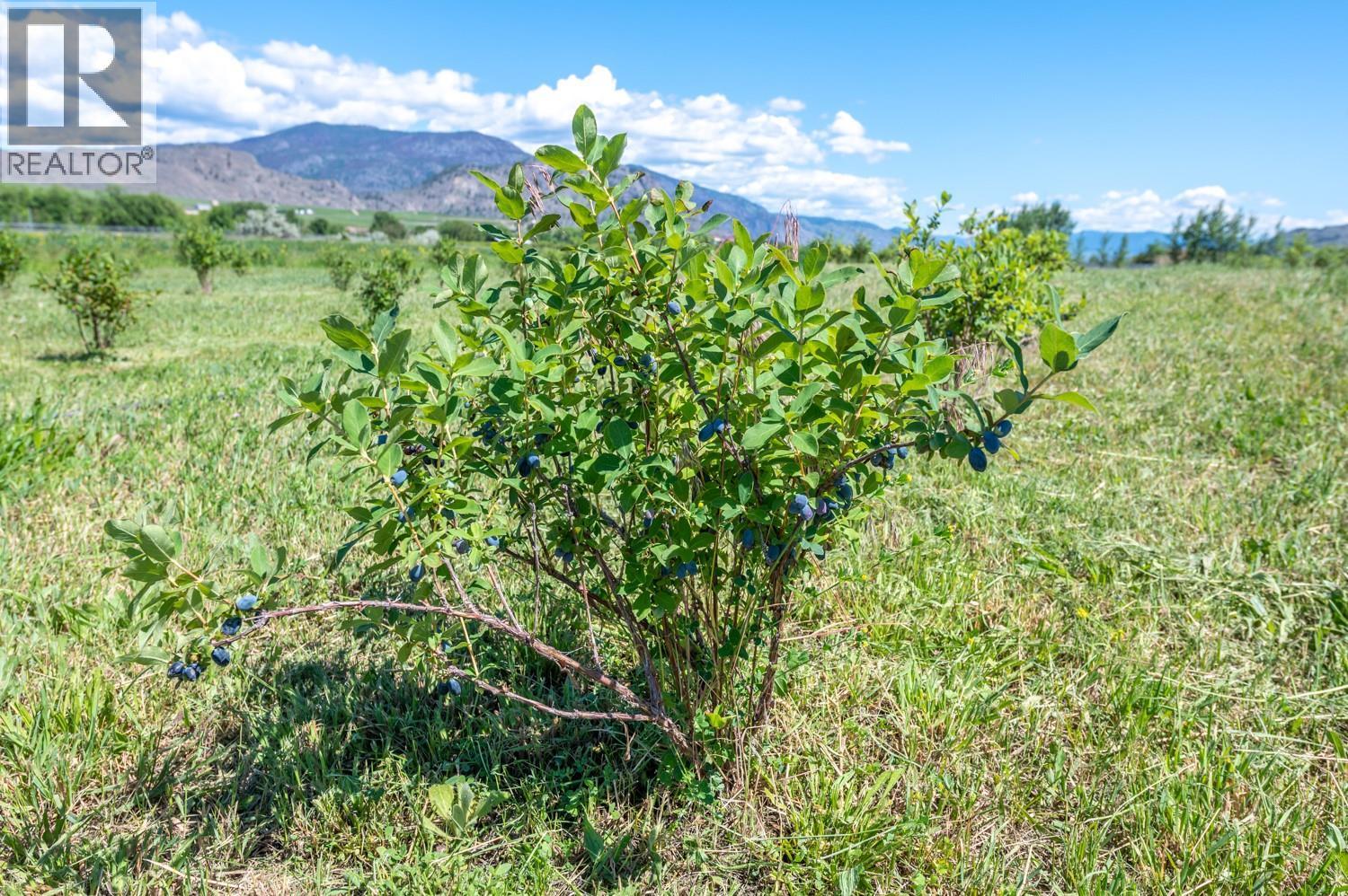 294 Road 18 Road, Oliver, BC - Outdoor With View