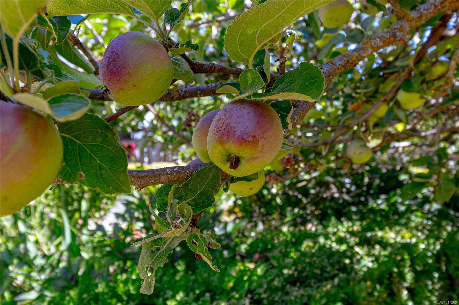 1151 Cherry Rd, Saanich, BC