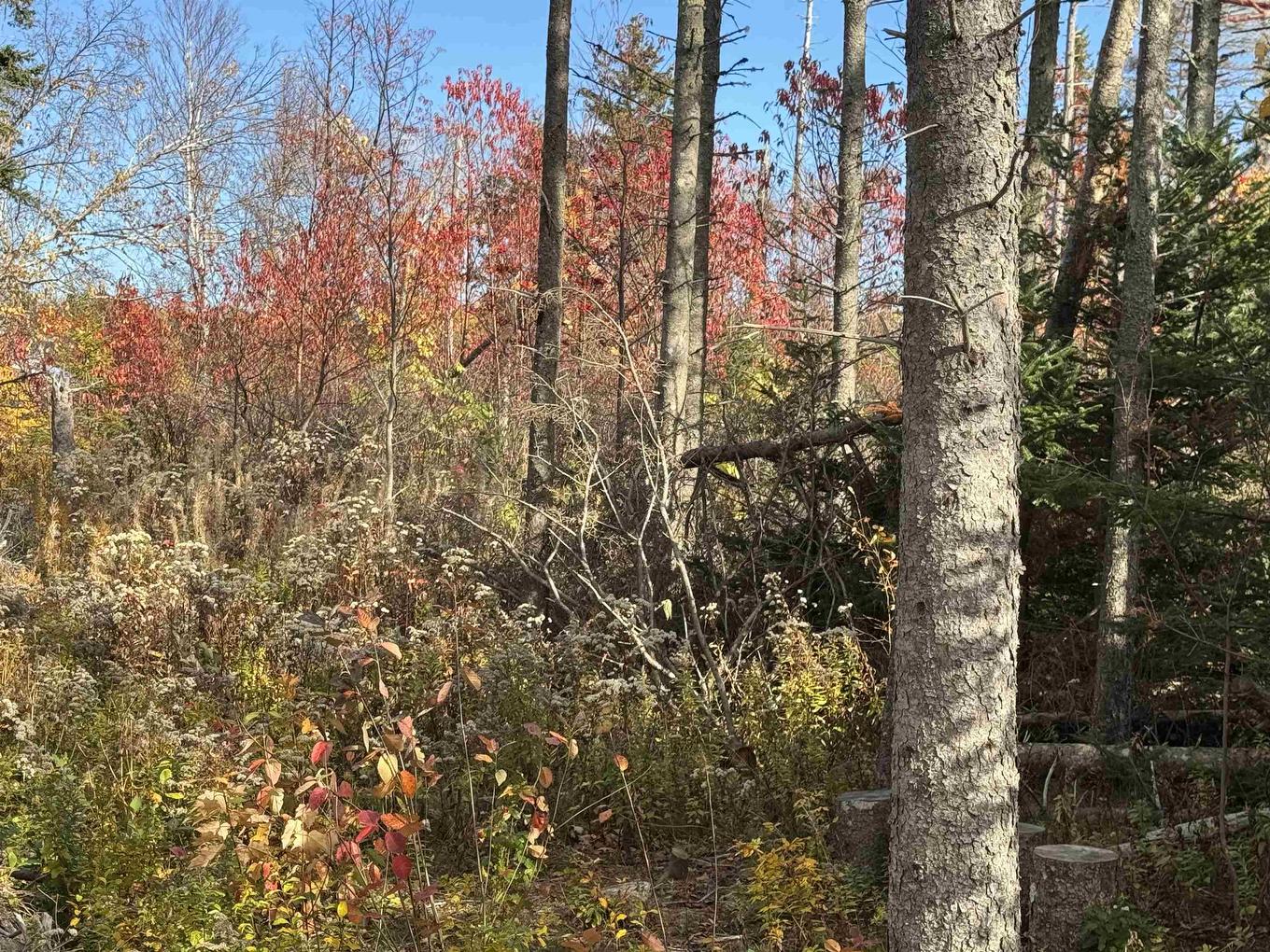 Lot Willow Lane, Priest Pond, PE