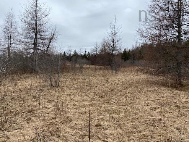 Barren Road, River Denys, NS