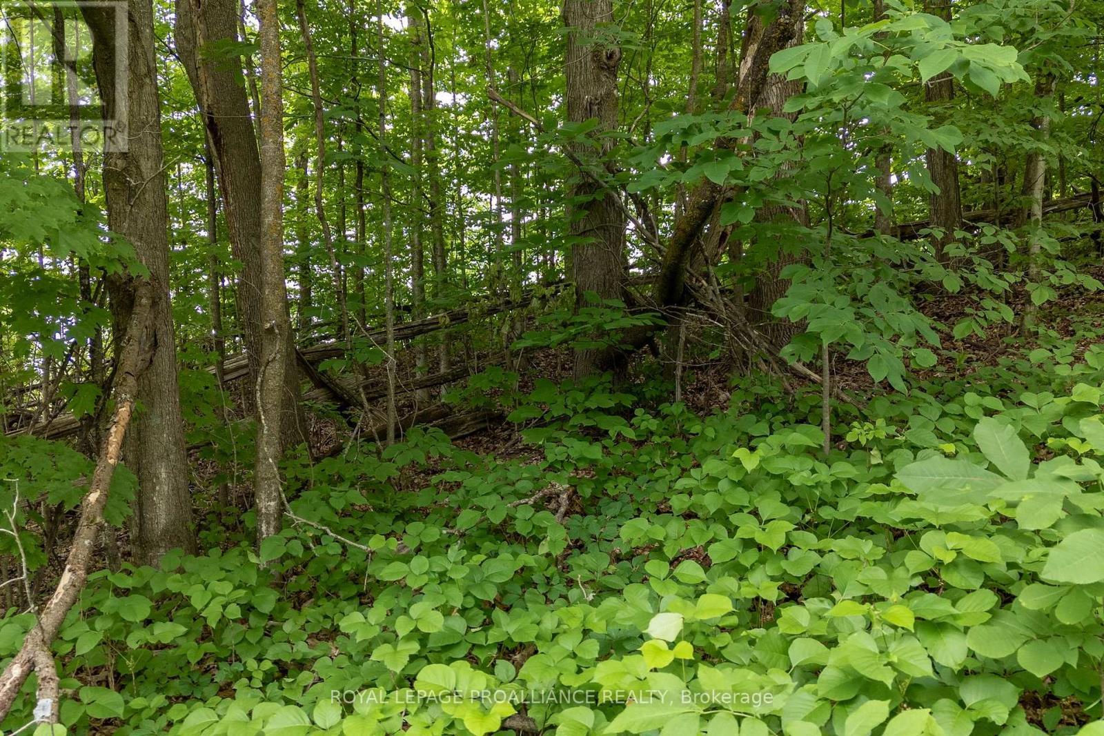 5035 Blessington Road, Tyendinaga (Tyendinaga Township), ON