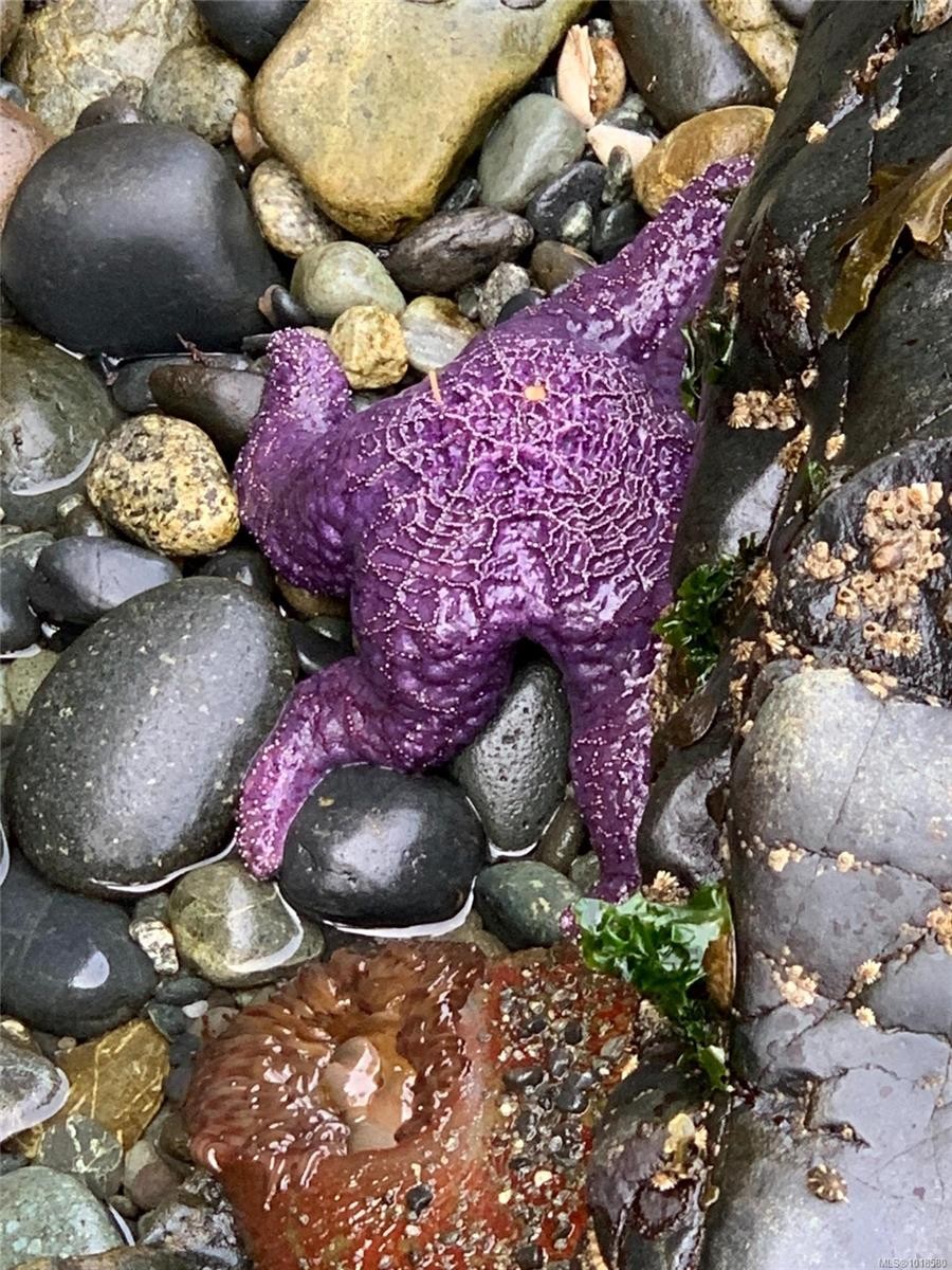 7210 Sea Cliff Rd, Sooke, BC