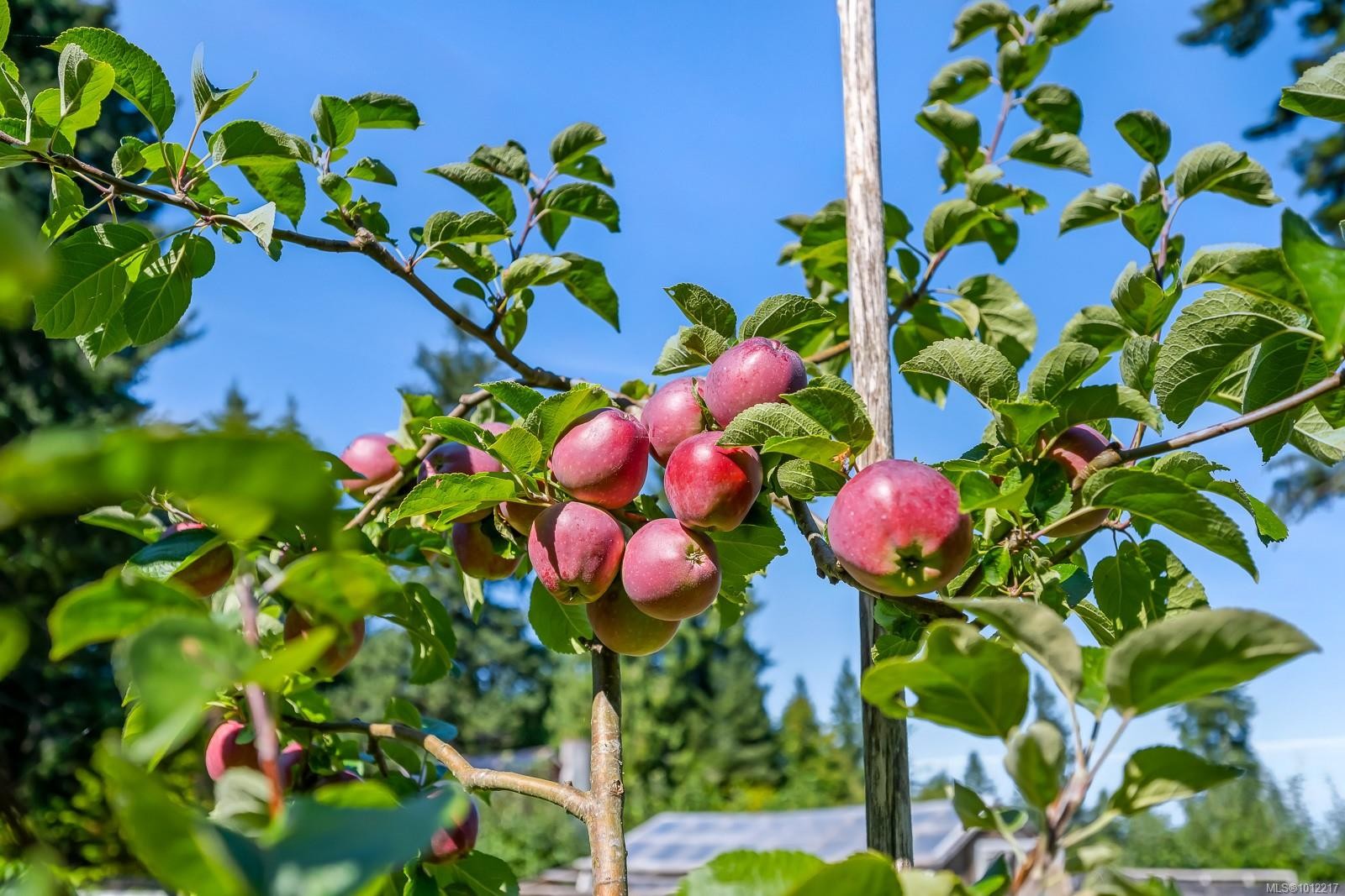 1927 Wilson Rd, Courtenay, BC