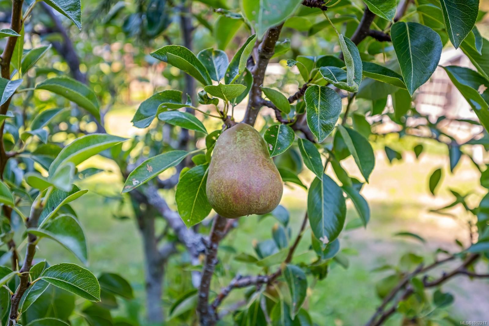 1927 Wilson Rd, Courtenay, BC