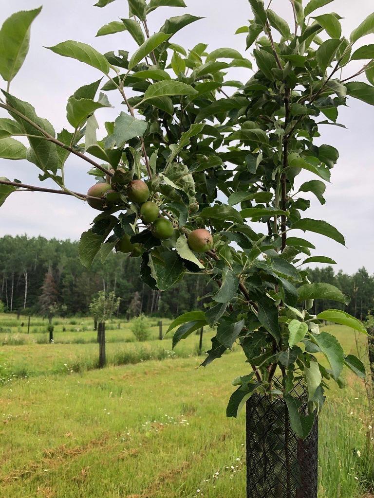 Other - Route 101 N., Saint-Bruno-De-Guigues, QC