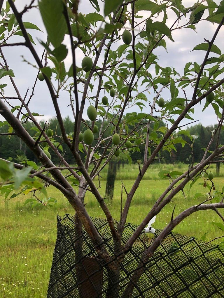 Other - Route 101 N., Saint-Bruno-De-Guigues, QC