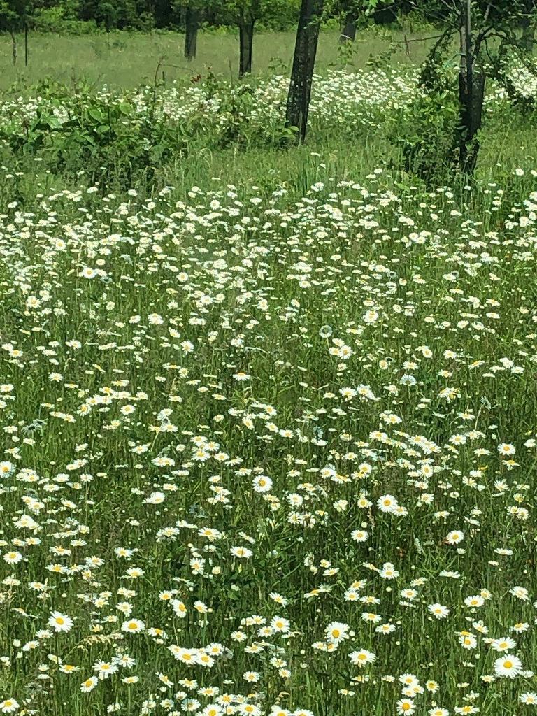 Other - Route 101 N., Saint-Bruno-De-Guigues, QC