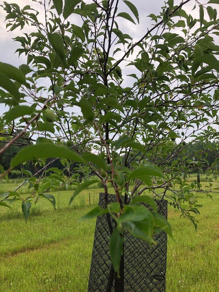 Other - Route 101 N., Saint-Bruno-De-Guigues, QC