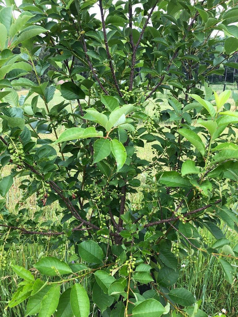 Other - Route 101 N., Saint-Bruno-De-Guigues, QC