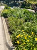 Perennial Gardens in the summer -