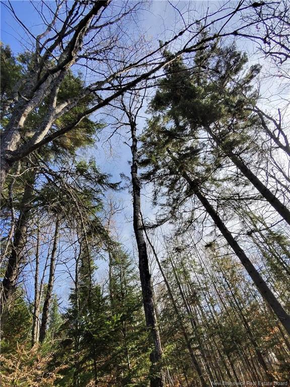 7 Annie Lane, Dumfries, NB