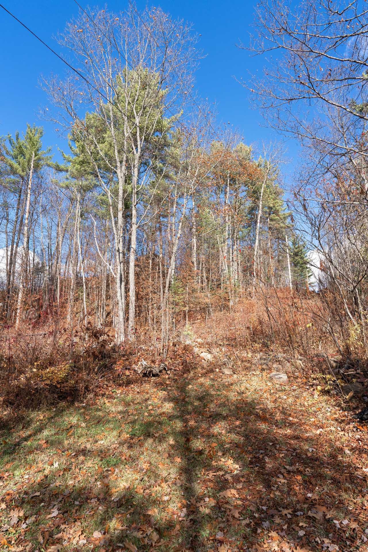 Wooded area - 54 Ch. Isok, Waltham, QC - Outdoor With View