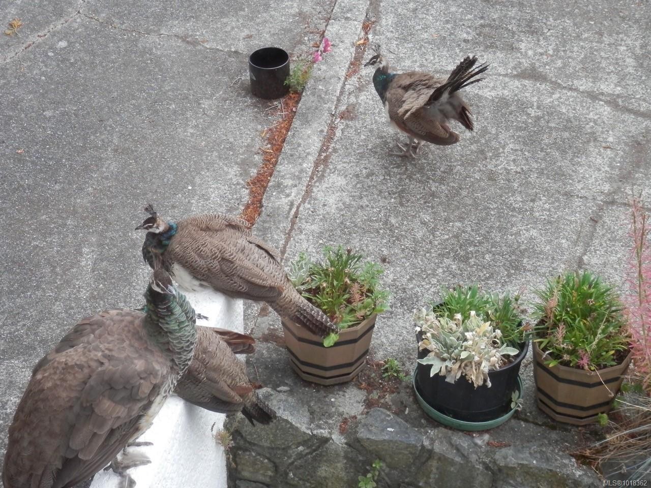 305 Linden Ave, Victoria, BC