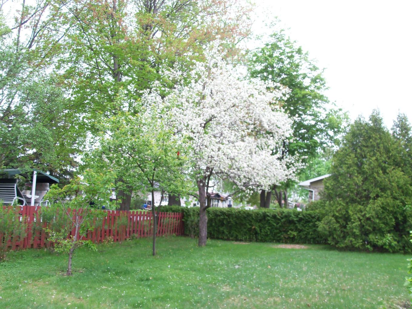 Cour - 5595 Ch. St-Roch, Sorel-Tracy, QC - Outdoor