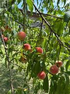 Peach Harvest 2025 -
