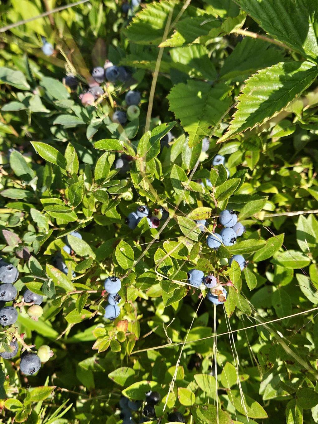 1371 Mines Road, Fenwick, NS