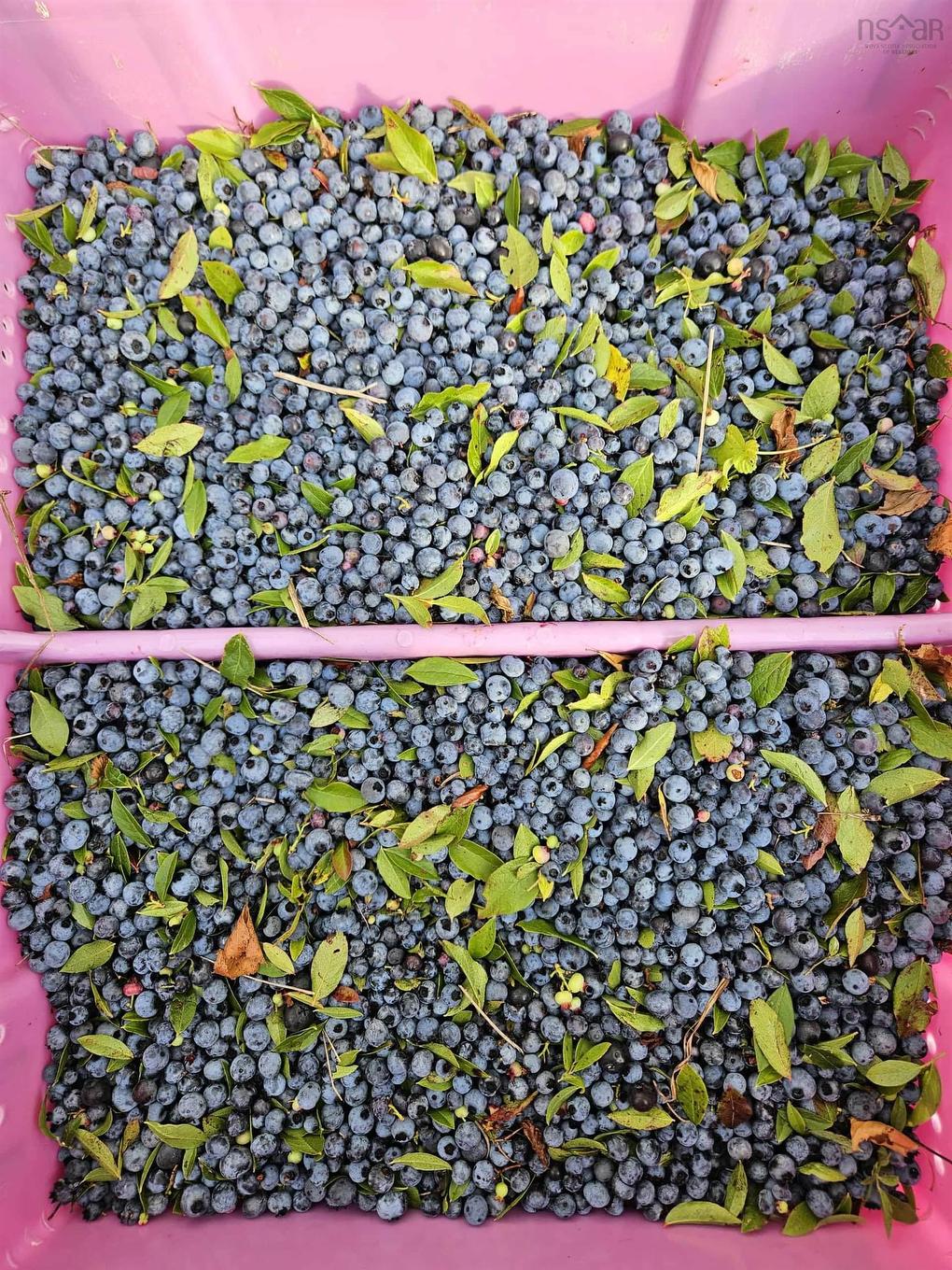 1371 Mines Road, Fenwick, NS