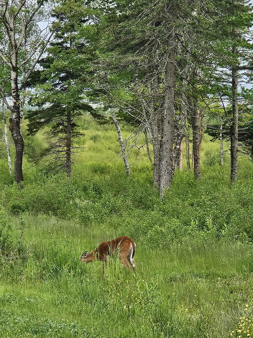 1371 Mines Road, Fenwick, NS