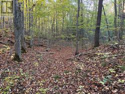 PT LT 29-30 NAPHAN ROAD Tyendinaga (Tyendinaga Township), ON K0K 2Y0