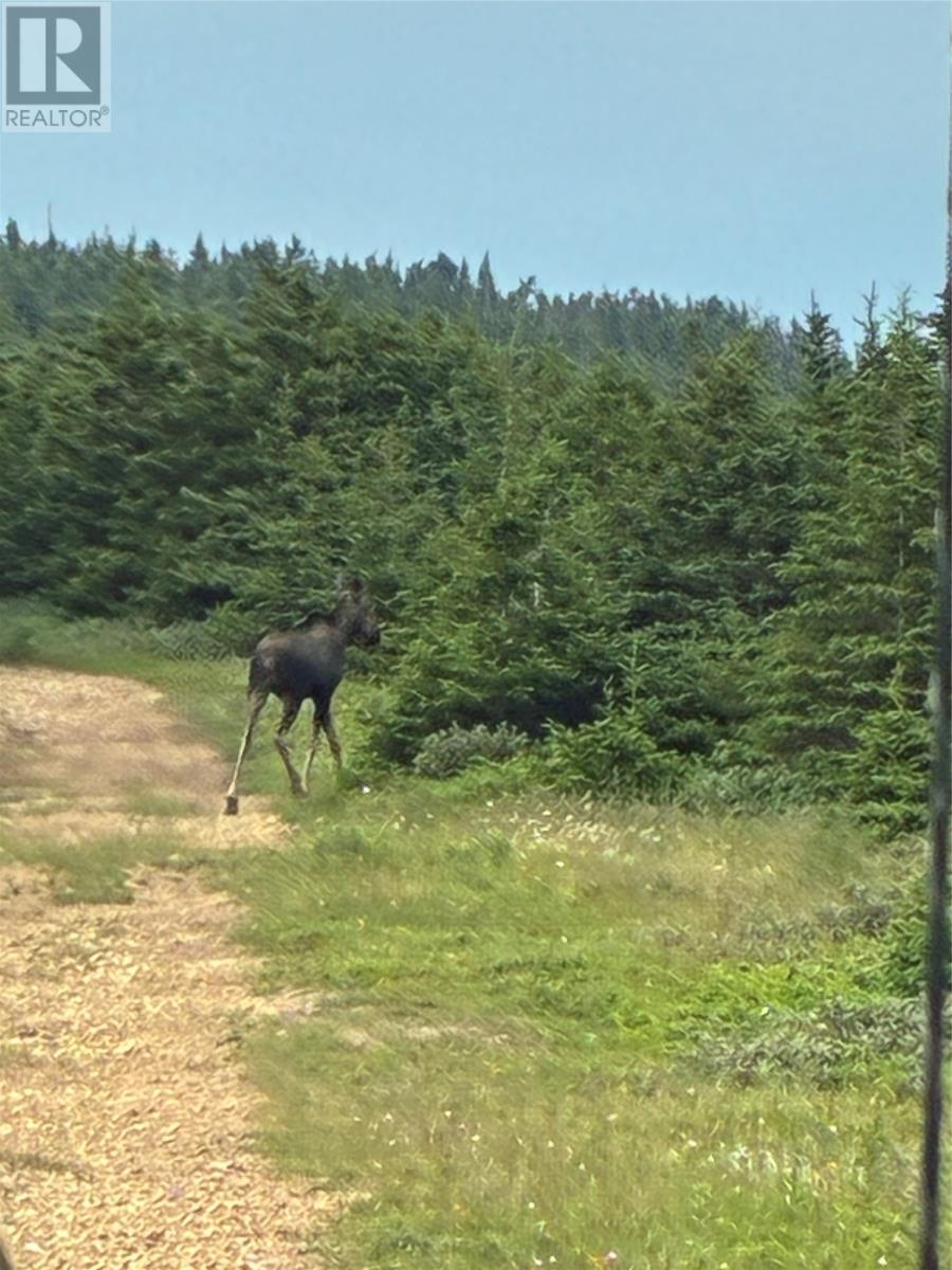 1671 Oceanview Drive, Cape St. George, NL - Outdoor With View