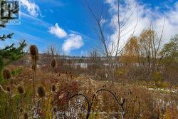 view from the yard -