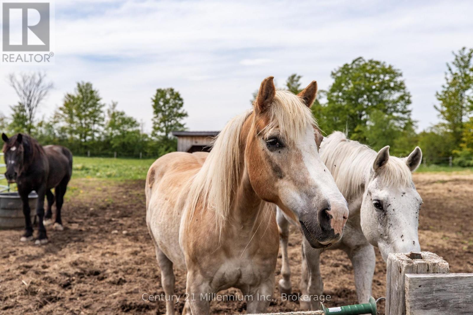 525197 Artemesia Euphrasia Townline, Grey Highlands, ON