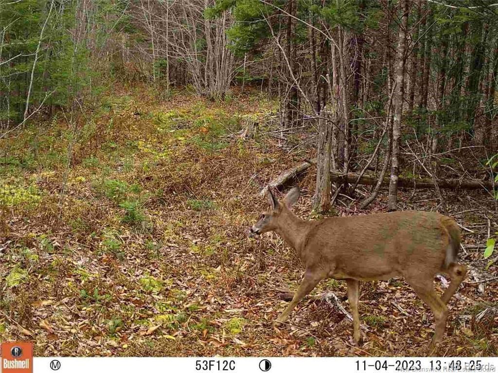 Lot Route 735, Mayfield, NB