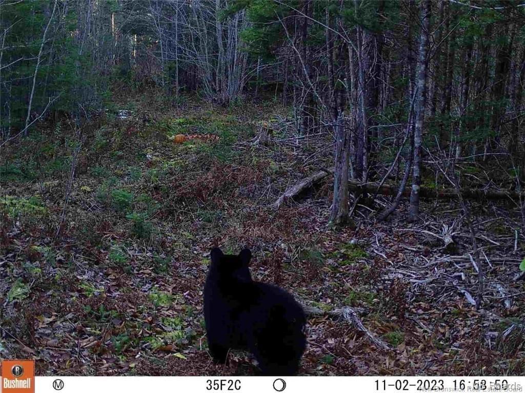 Lot Route 735, Mayfield, NB