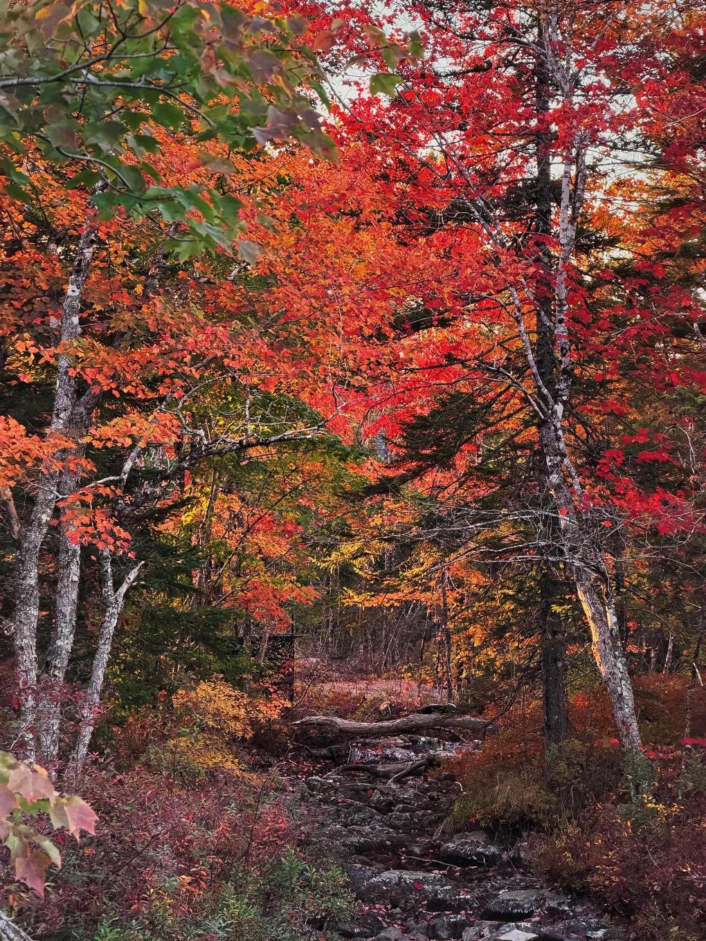 273 Meek Arm Trail, Mount Uniacke, NS