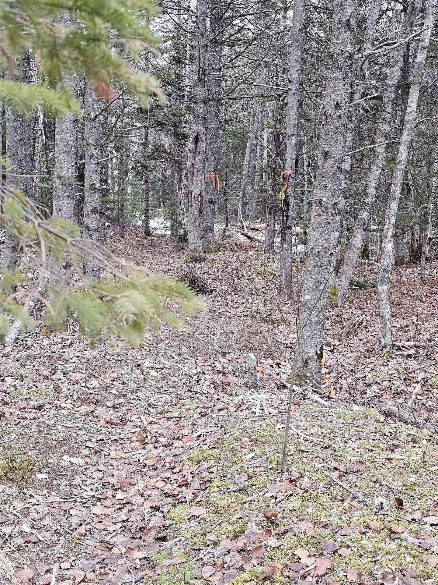Lot Forest Glade Road, Forest Glade, NS