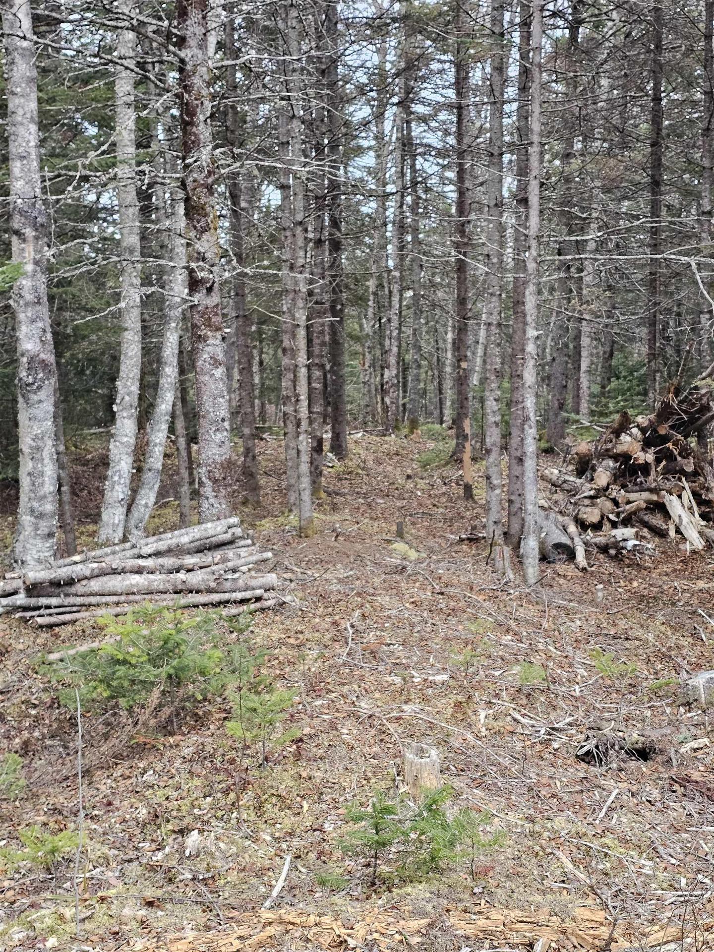 Lot Forest Glade Road, Forest Glade, NS