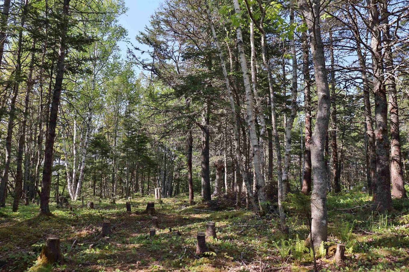 Lot Forest Glade Road, Forest Glade, NS