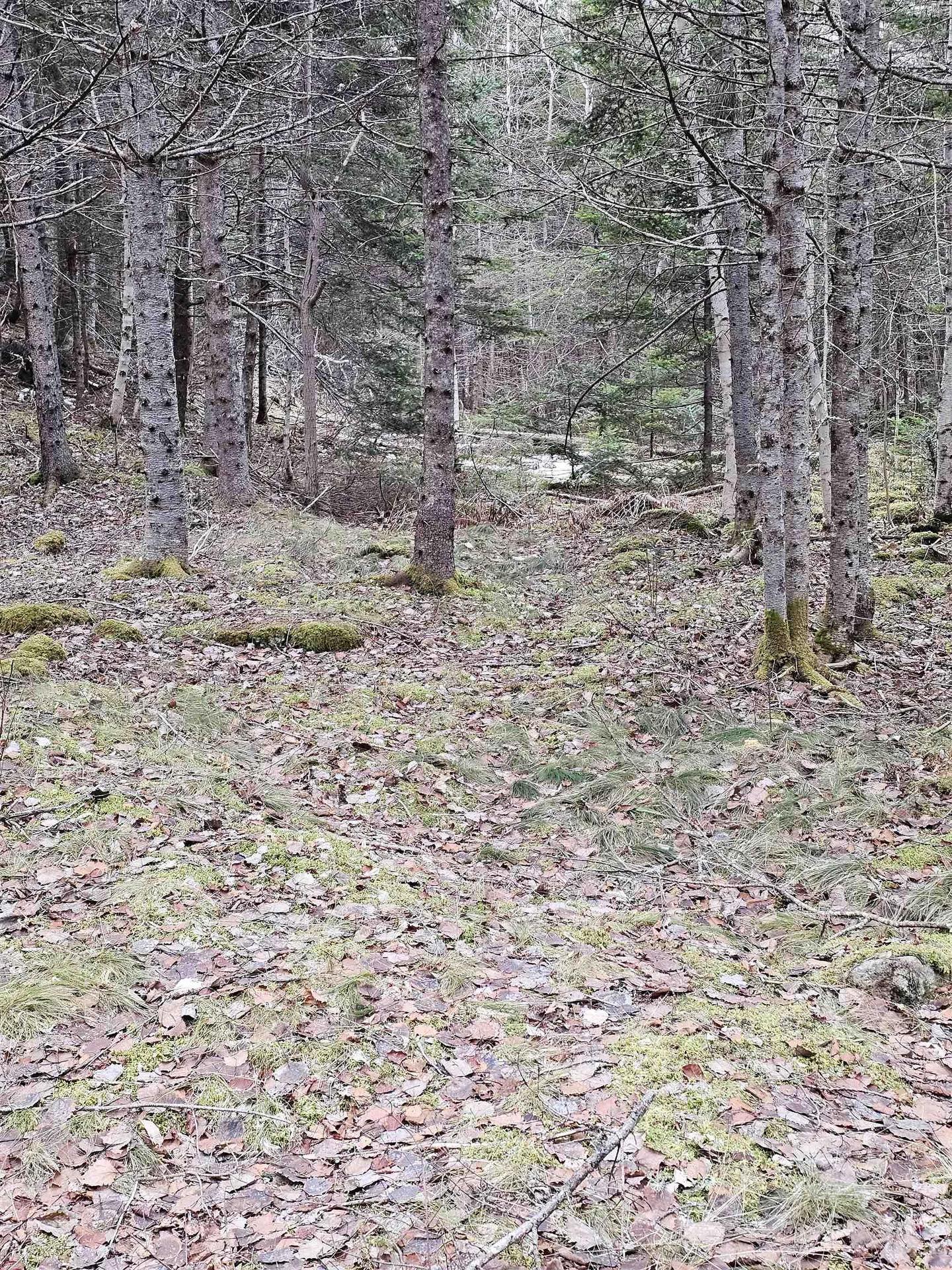 Lot Forest Glade Road, Forest Glade, NS