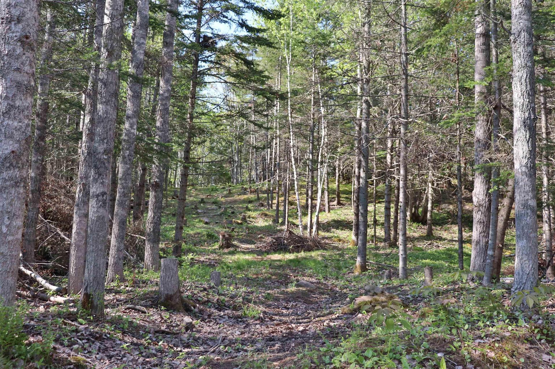 Lot Forest Glade Road, Forest Glade, NS