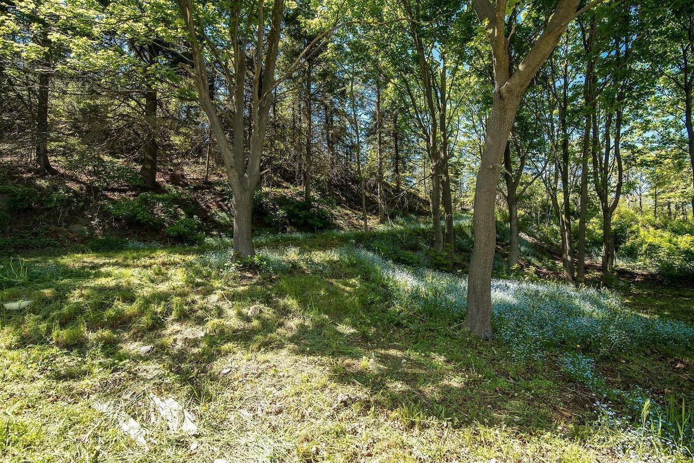 Wooded area - 46 Route 132 E., Saint-Denis-De La Bouteillerie, QC - Outdoor